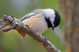 Chickadee On A Branch_52025